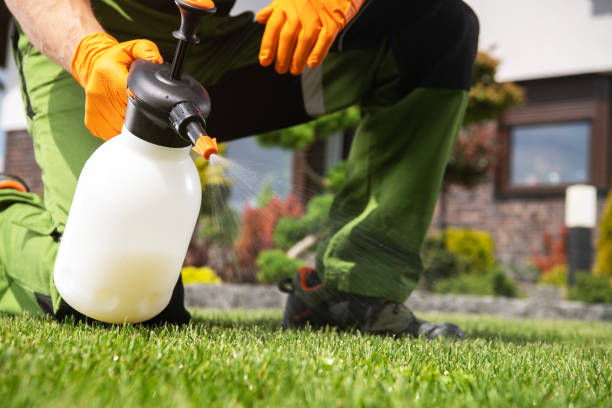 Wasp Removal Services in Myrtle Creek, OR